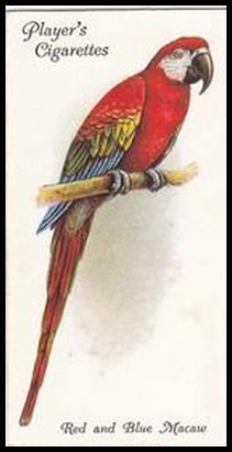 30 Red and Blue Macaw